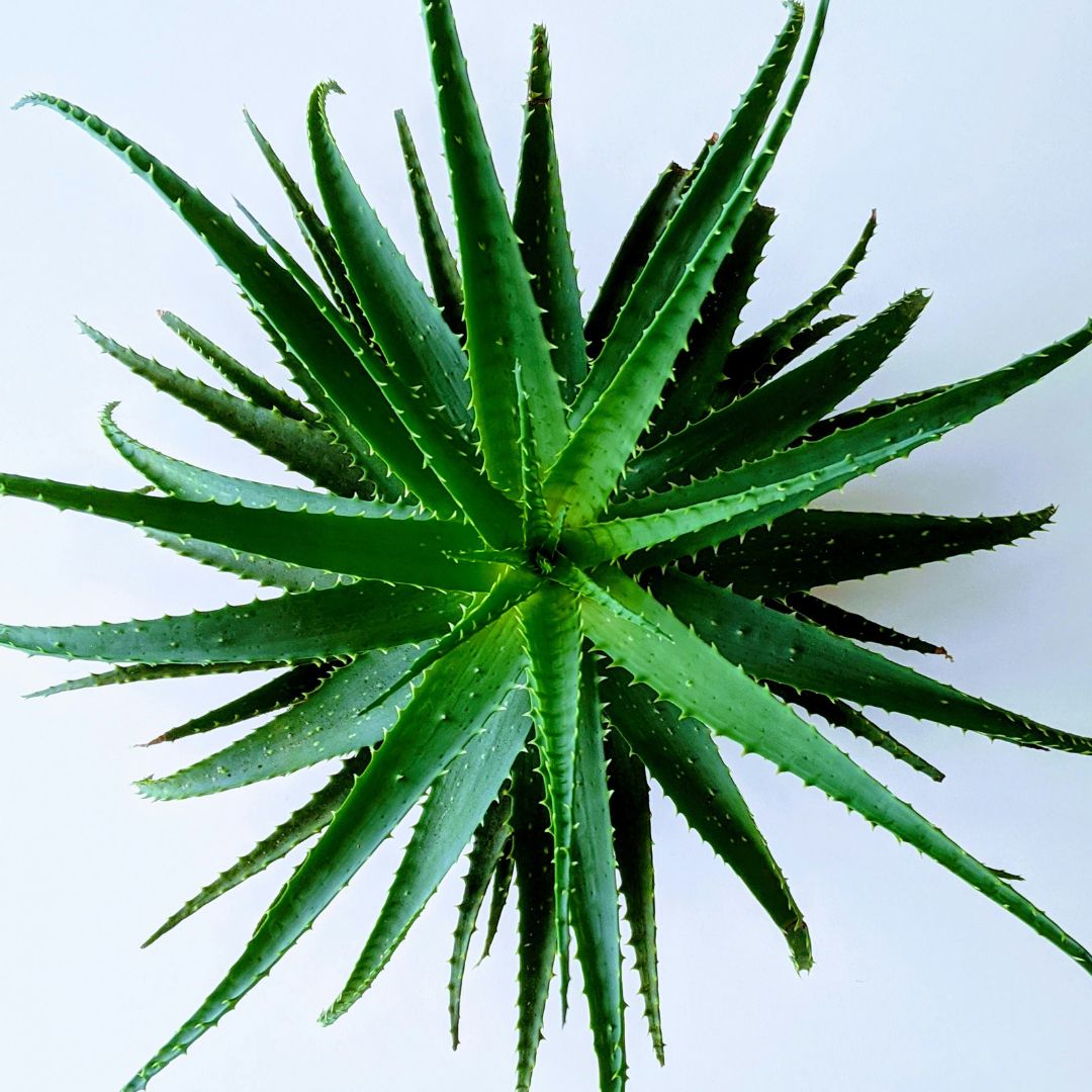 Aloe Vera-image