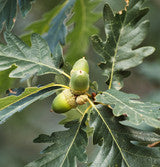Oak Root Extract-image