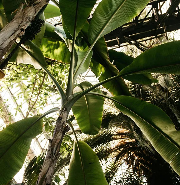 Banana Sap