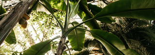 What Is Banana Sap, and How Is It Changing Skincare?