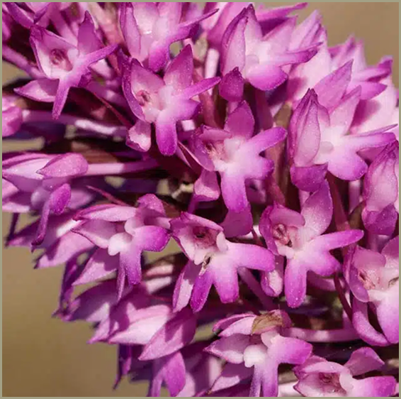Bakuchiol flowers