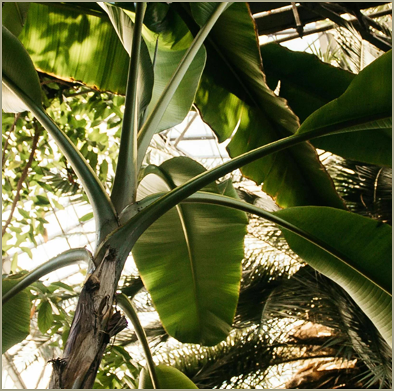 Banana sap plant