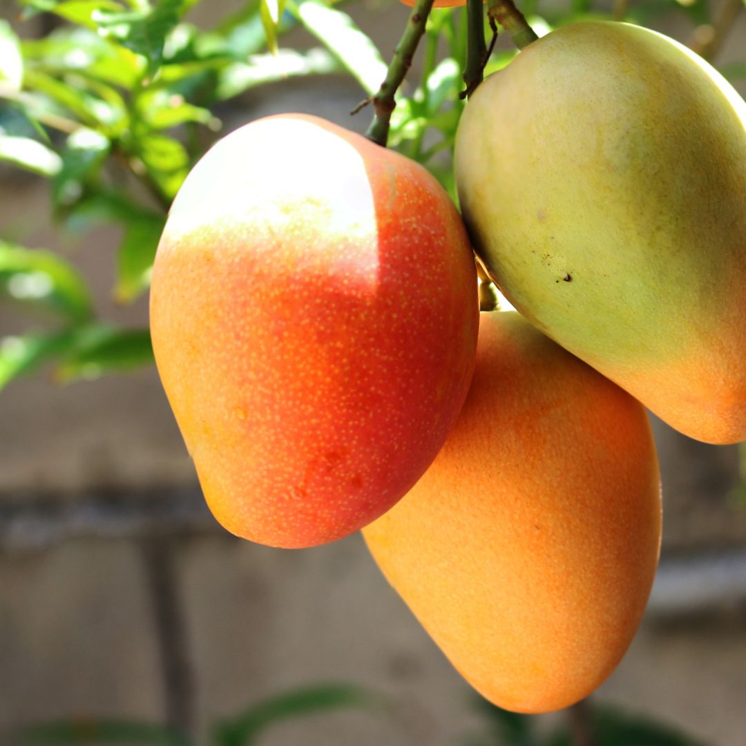 Mango Butter-image