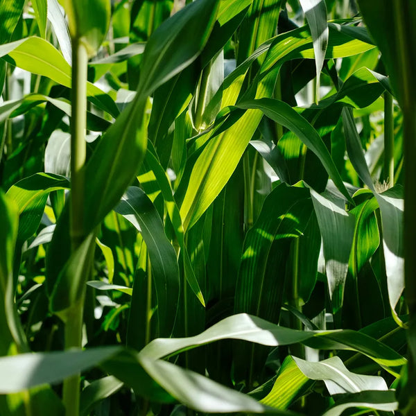 SACCHARIDE ISOMERATE