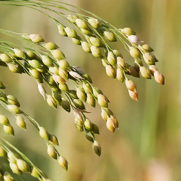 Millet Seed Extract
