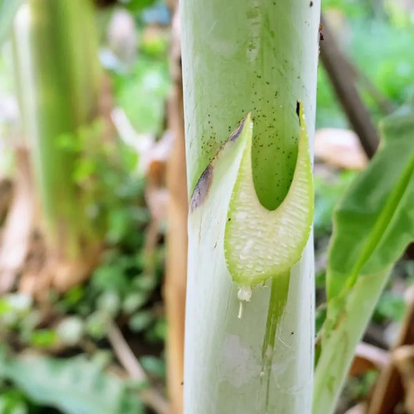 BALBISIANA EXTRACT (BANANA SAP)